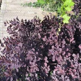 Purple Smoke Bush (Cotinus coggygria Purpureus) Img 4